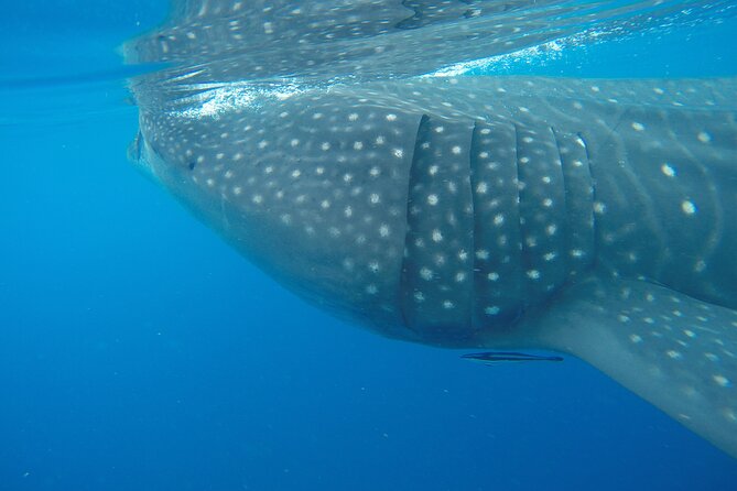 Full-Day Whale Shark Tour Puerto Morelos with Pickup and Lunch - The boat ride and what to pack