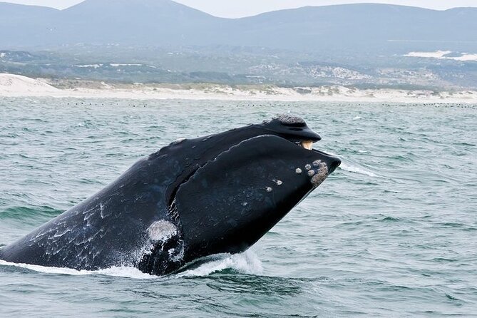 Full-Day Whale Watching and Wine Region Experience from Cape Town - Hemel en Aarde for cool-climate wine