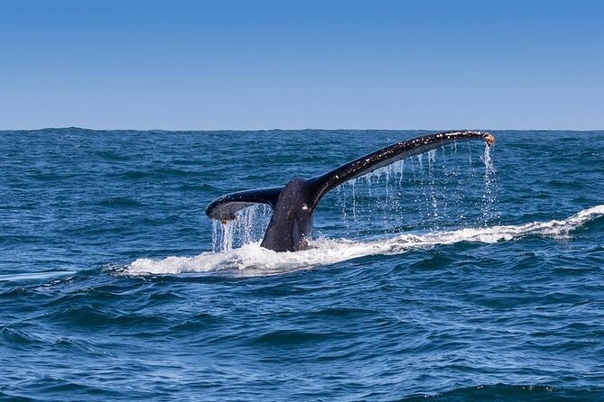 Full-Day Whale Watching and Wine Region Experience from Cape Town - Hermanus and the 2 to 3 hour marine safari