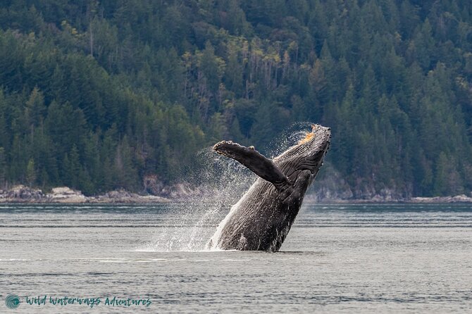 Full Day Whale Watching Campbell River - Key points to know before you book