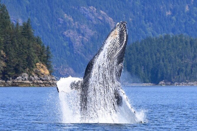 Full Day Whale Watching Campbell River - Humpbacks, orcas, and the patience of wildlife watching