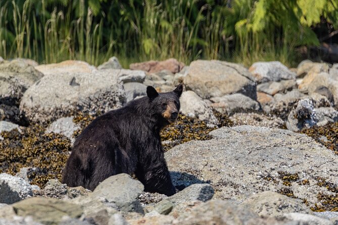 Full Day Whale Watching Campbell River - Dolphins, seals, eagles, and bears along the shore