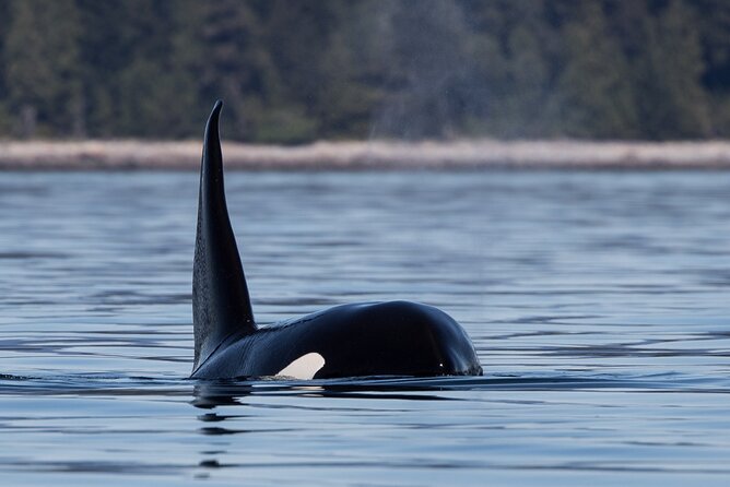 Full Day Whale Watching Campbell River - Lunch on an island instead of at the marina