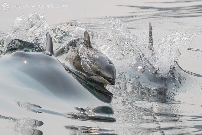 Full Day Whale Watching Campbell River - Starting at Quathiaski Cove at 9:00 a.m.