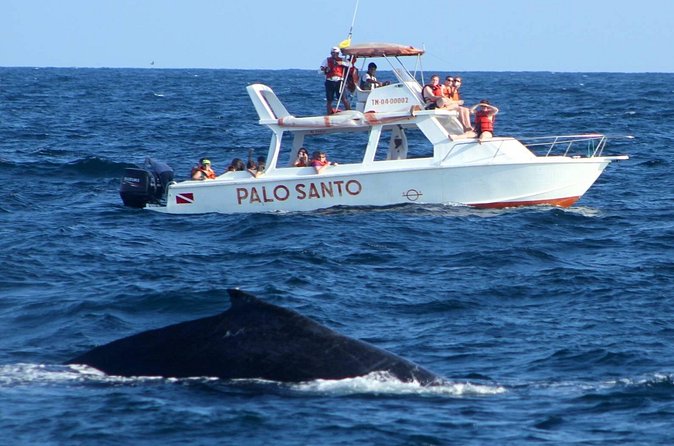 Full-Day Whale Watching Tour in Samana Bay from Cabeza de Toro - Cayo Levantado brings sand, water, and a pause