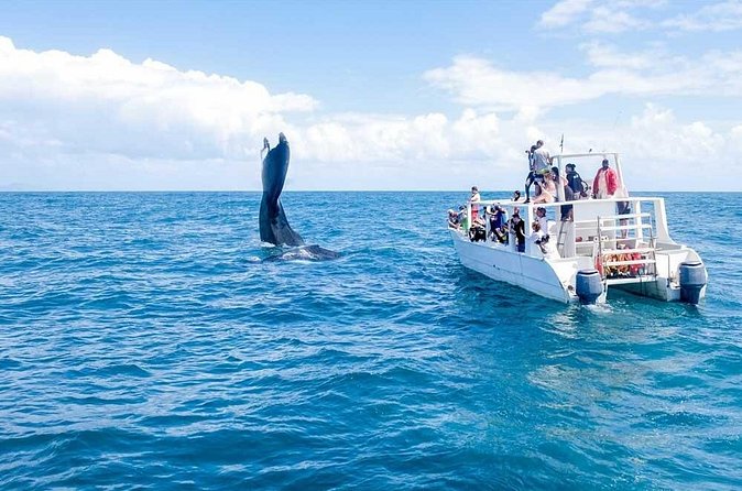 Full-Day Whale Watching Tour in Samana Bay from Cabeza de Toro - Reaching El Limón Waterfall on horseback