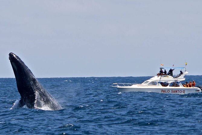Full-Day Whale Watching Tour in Samana Bay from Cabeza de Toro - The road transfer can shape your whole impression