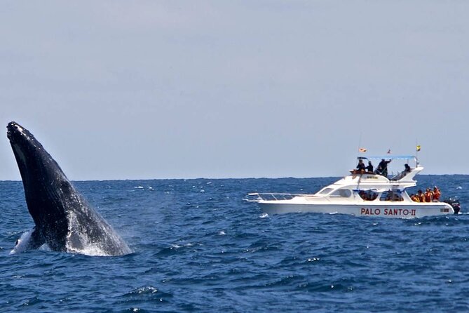 Full-day Whale watching Tour in Samana Bay from Punta Cana - The safari ride and El Limón Waterfall