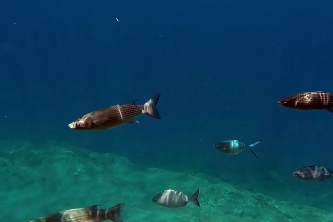 Full-Day Whales & The Princess Ring Islet (incl. Lunch) - Practical advice for making the day easier