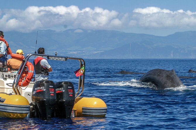 Full-Day Whales & The Princess Ring Islet (incl. Lunch) - The 11:30 lunch break
