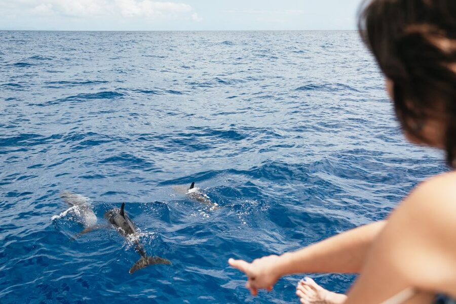 Funchal Bay: Dolphin & Whale Watch Luxury Catamaran Cruise - What to bring and what to expect onboard