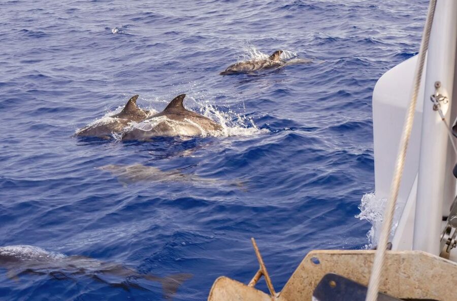 Funchal Bay: Dolphin & Whale Watch Luxury Catamaran Cruise - The leisurely return along Madeira’s coast