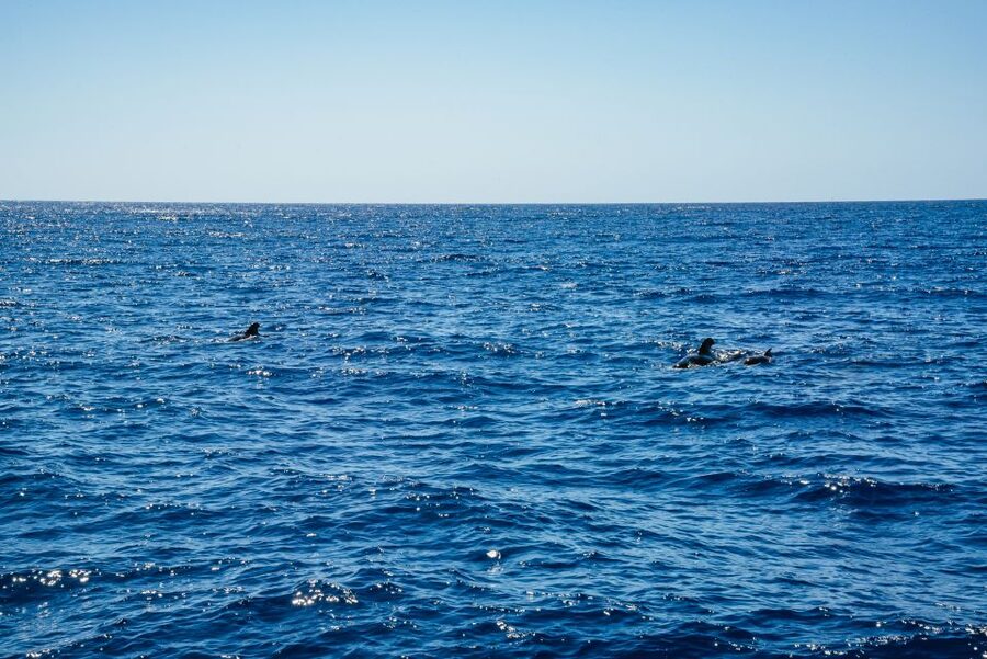 Funchal: Dolphin and Whale Watching by Luxury Catamaran - The relaxed sail back to Funchal