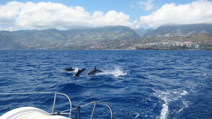 Funchal: Dolphin and Whale Watching Catamaran Cruise - Setting out from Funchal Marina