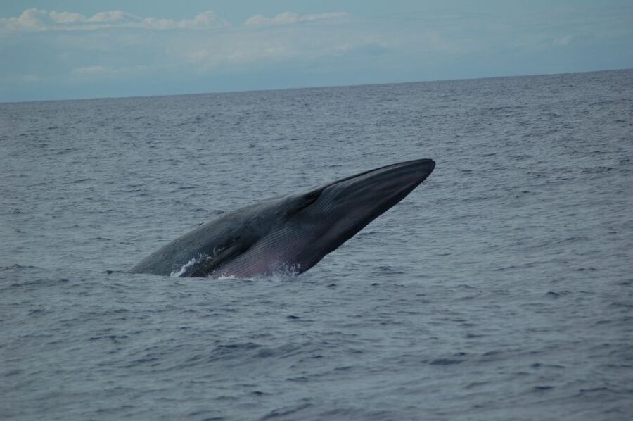 Funchal: Dolphin and Whale Watching Catamaran Cruise - Cabo Girão from the sea