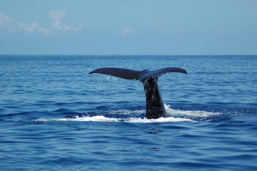 Funchal: Dolphin and Whale Watching Catamaran Cruise - Choosing your place on the catamaran