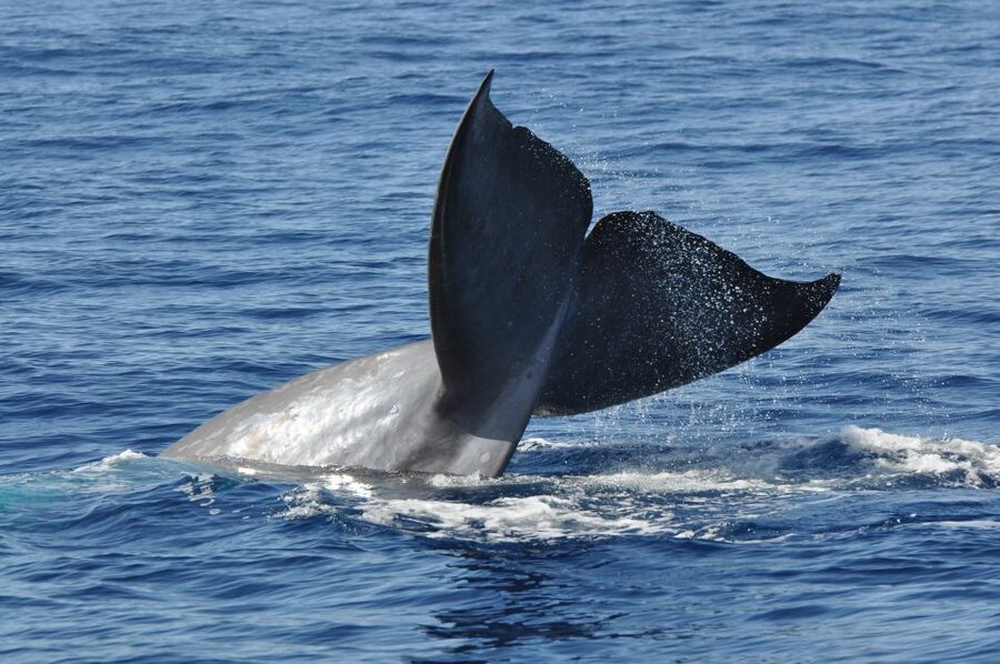 Funchal: Dolphin and Whale Watching Catamaran Cruise - Should you book the Seaborn catamaran?
