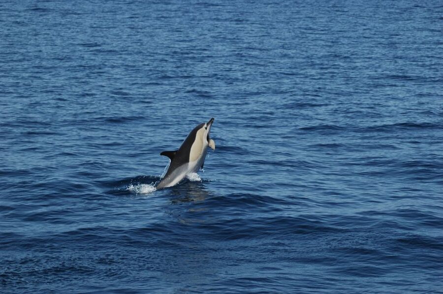 Funchal: Dolphin and Whale Watching Catamaran Cruise - Searching Madeira’s blue water for dolphins and whales