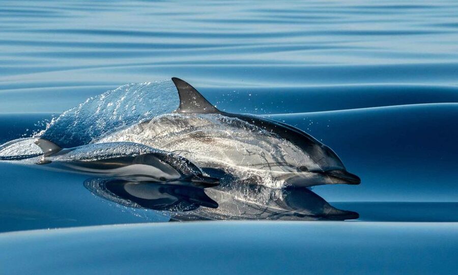 Funchal: Dolphin and Whale Watching Cruise - Key points before you book