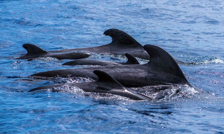 Funchal: Dolphin and Whale Watching Cruise - Practical planning for your two hours
