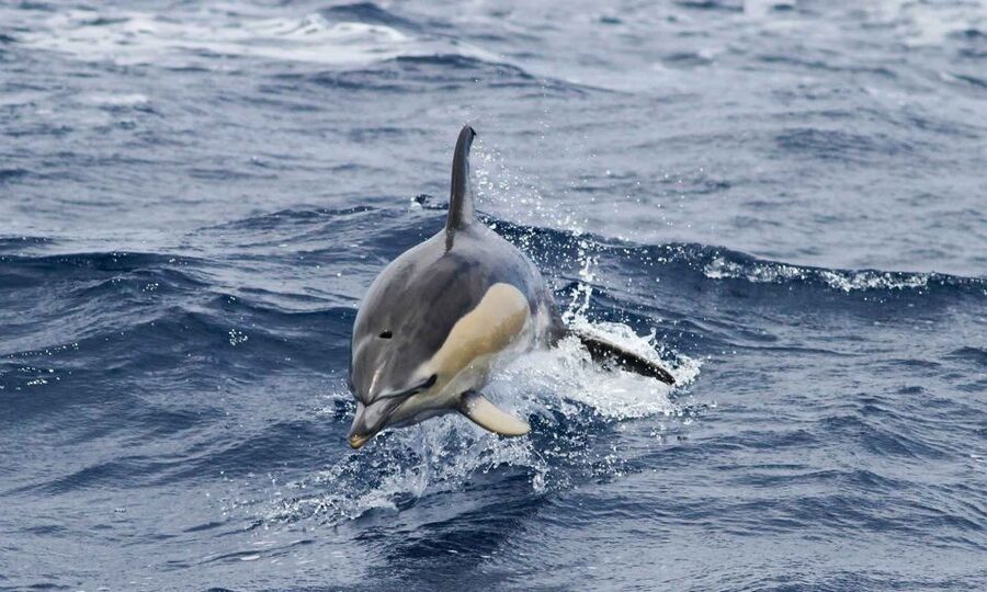 Funchal: Dolphin and Whale Watching Cruise - Respectful viewing instead of a wildlife circus