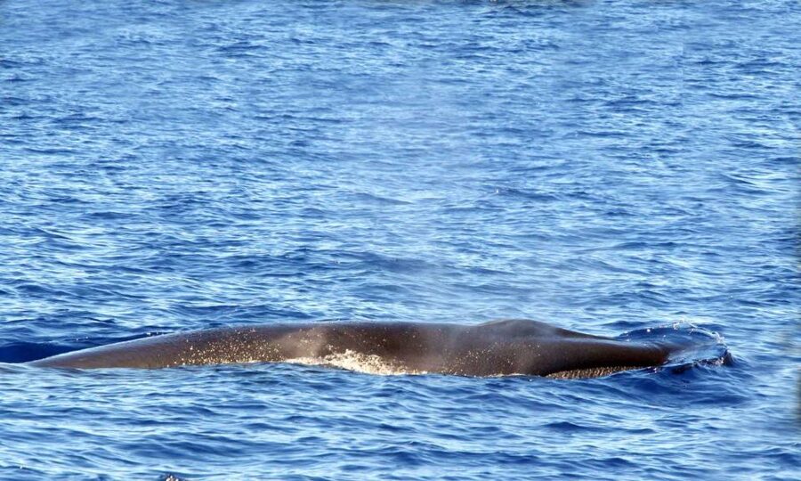 Funchal: Dolphin and Whale Watching Cruise - What the speedboat ride feels like