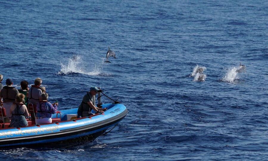 Funchal: Dolphin and Whale Watching Cruise - The captain and marine biologist make the difference