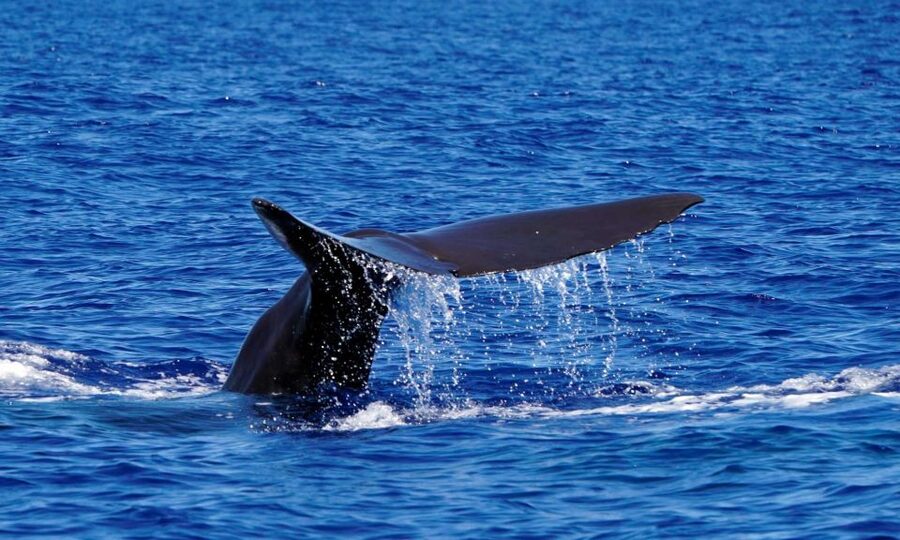 Funchal: Dolphin and Whale Watching Cruise - Who should book this Madeira boat trip?