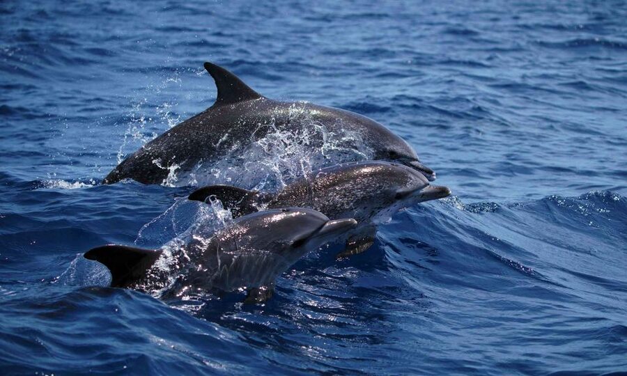 Funchal: Dolphin and Whale Watching Cruise - From Magic Dolphin to open Atlantic water