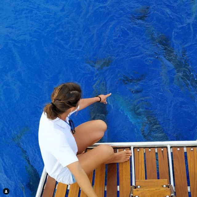 Funchal: Dolphin and Whale Watching Sailing Trip - Key points at a glance