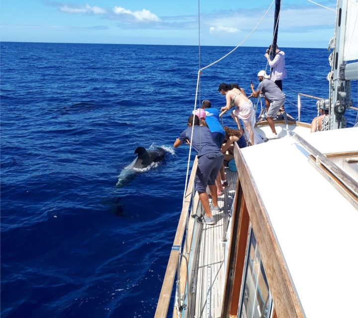 Funchal: Dolphin and Whale Watching Sailing Trip - Should you book the Gaviao Madeira cruise?