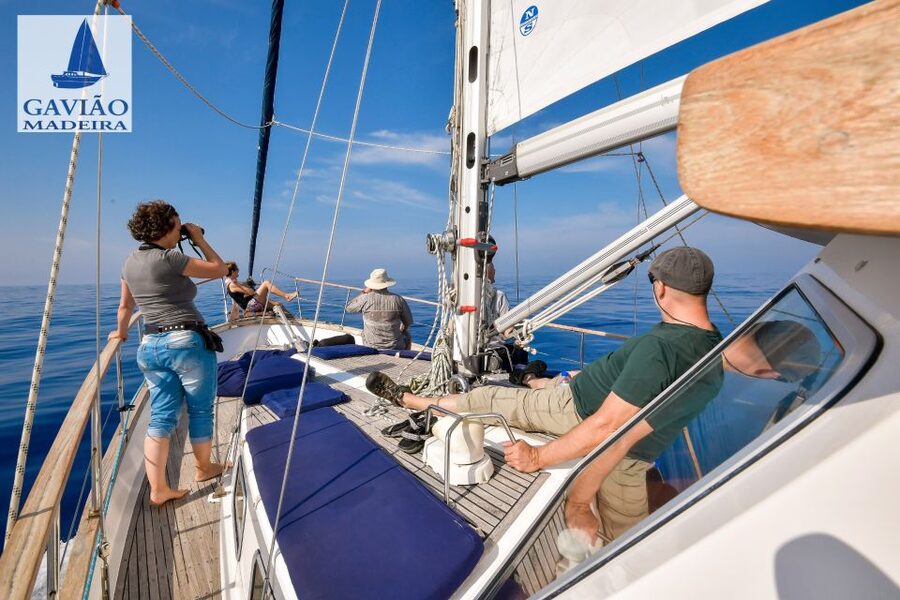 Funchal: Dolphin and Whale Watching Sailing Trip - Who will enjoy this boat trip most?