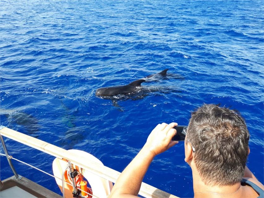 Funchal: Dolphin and Whale Watching Sailing Trip - Practical advice before you go
