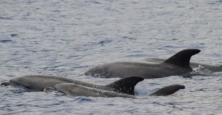 Funchal: Guarantee Wild Dolphin&Whale Watching by RIB - Key points at a glance