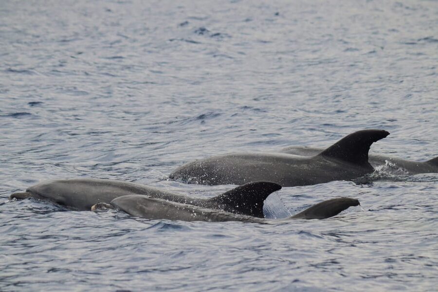 Funchal: Guarantee Wild Dolphin&Whale Watching by RIB - What the Funchal RIB trip is really like