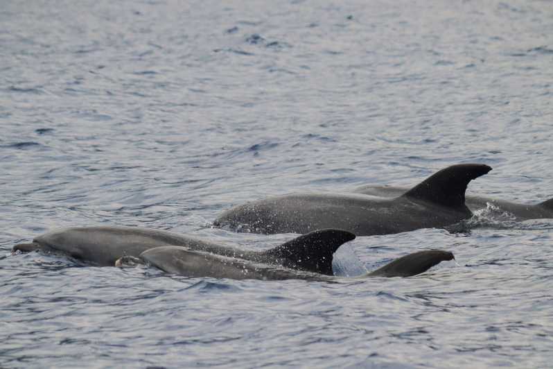 Funchal: Guarantee Wild Dolphin&Whale Watching by RIB - Searching for dolphins, whales, and turtles