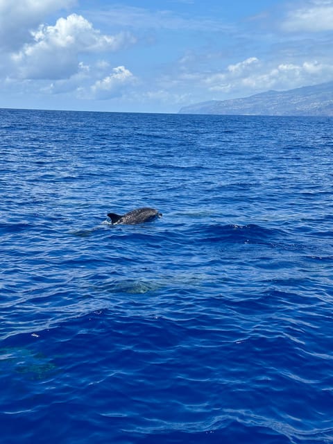 Funchal: Guarantee Wild Dolphin&Whale Watching by RIB - The optional 20 euro dolphin swim