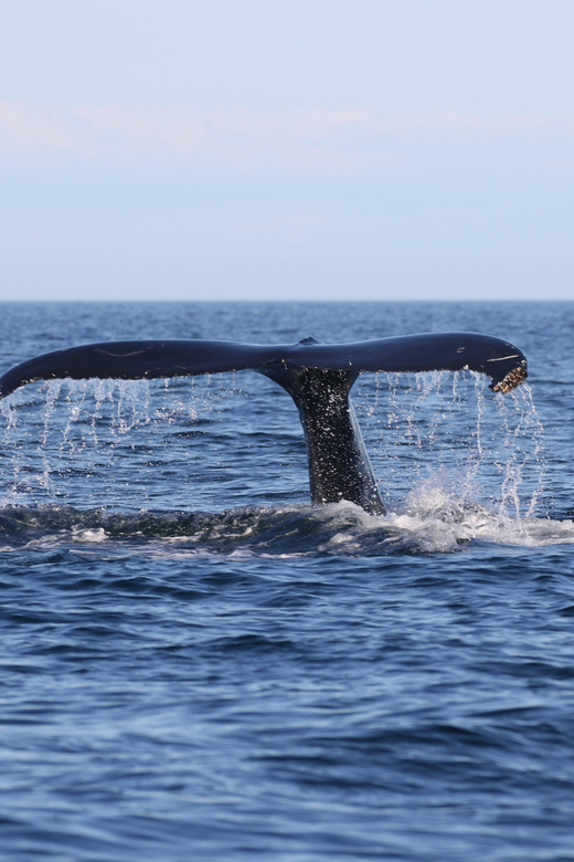 Funchal: Guarantee Wild Dolphin&Whale Watching by RIB - Group size, comfort, and the private option