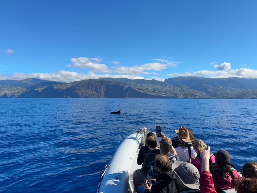Funchal: Guarantee Wild Dolphin&Whale Watching by RIB - What makes the 70 dollar price worthwhile