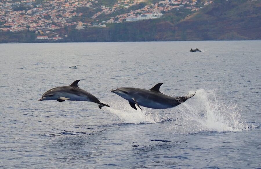 Funchal: Guarantee Wild Dolphin&Whale Watching by RIB - The guide, language, and safety briefing