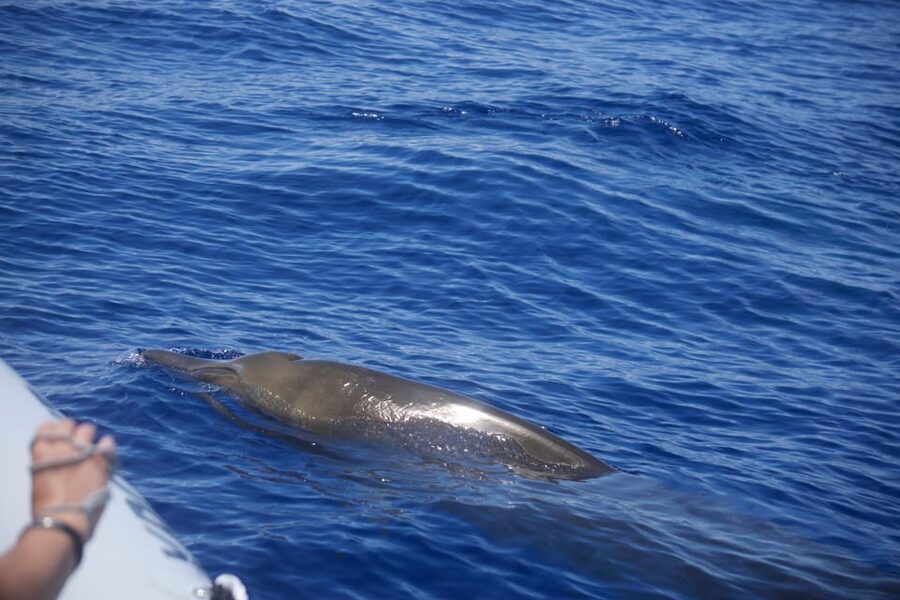 Funchal: Guarantee Wild Dolphin&Whale Watching by RIB - Leaving Funchal harbor with Madeira in view