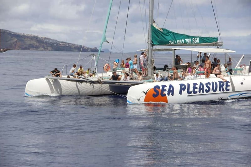 Funchal:Hop-on Hop-off Bus & Whale & Dolphin boat Excursion - Key points to know before you book