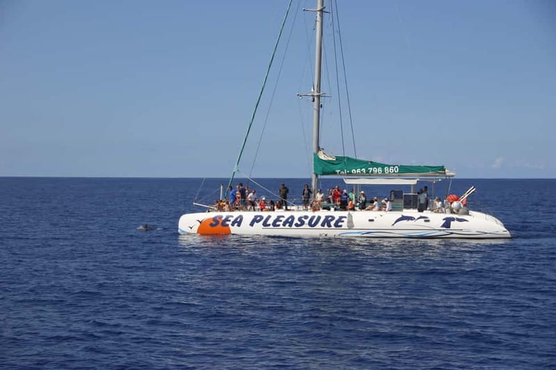 Funchal:Hop-on Hop-off Bus & Whale & Dolphin boat Excursion - Planning your two days without rushing