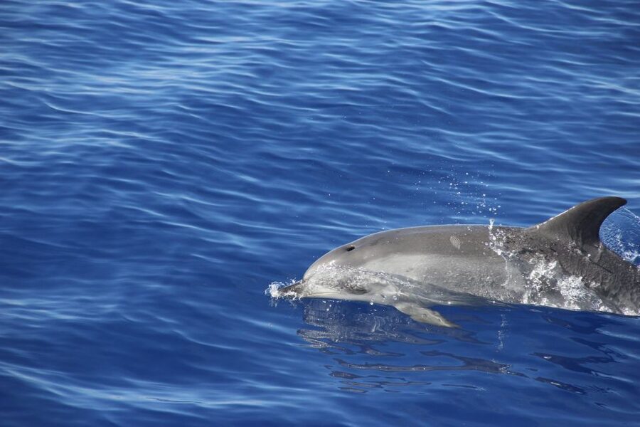 Funchal:Hop-on Hop-off Bus & Whale & Dolphin boat Excursion - Viewpoints and the western side of Funchal