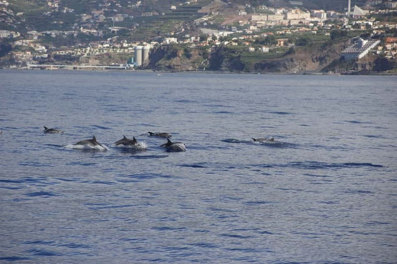 Funchal:Hop-on Hop-off Bus & Whale & Dolphin boat Excursion - Câmara de Lobos and the coastal stops