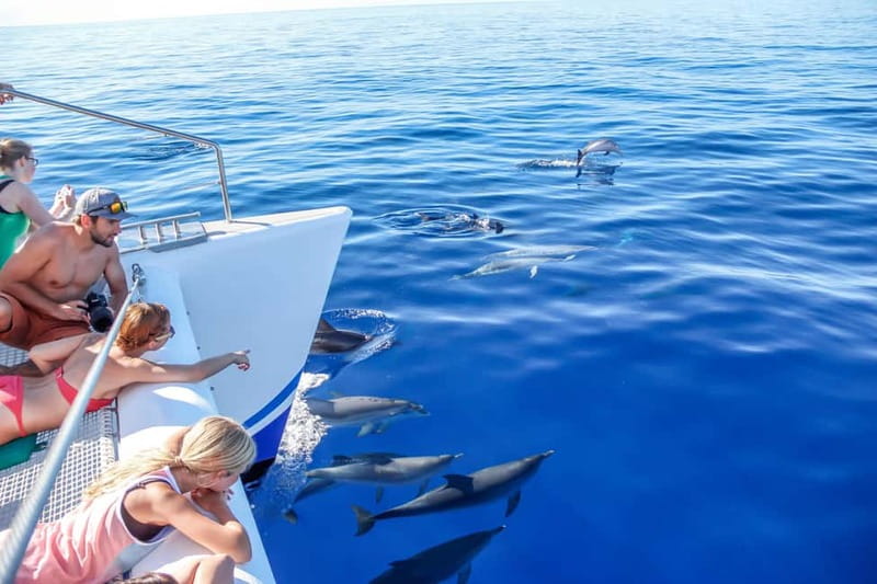 Funchal:Hop-on Hop-off Bus & Whale & Dolphin boat Excursion - Starting at Avenida do Mar and getting oriented