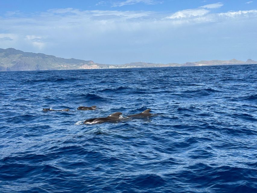 Funchal: RIB Whale Watching Cruise and Optional Dolphin Swim - Key points to know before booking