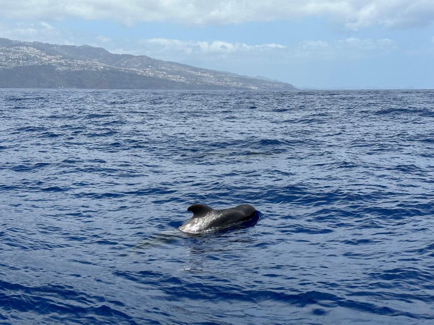 Funchal: RIB Whale Watching Cruise and Optional Dolphin Swim - Who will enjoy this RIB cruise most
