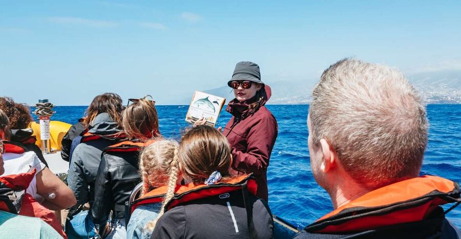 Funchal: Whale and Dolphin Watching Speed Boat Tour - Key points at a glance