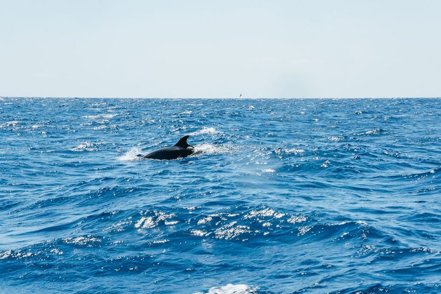 Funchal: Whale and Dolphin Watching Speed Boat Tour - Should you book the Ventura Nature Emotions speed boat?